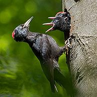 Zwarte specht (Dryocopus martius) wijfje voedert jongen in nest
